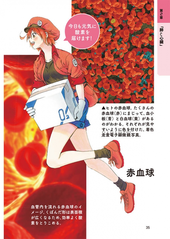 よくわかる!「はたらく細胞」 細胞の教科書 Kcデラックス : 清水