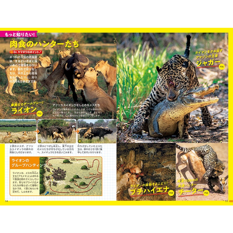その他 Nature: Leopards &amp; Lions [DVD] Amazon.com: Nature: The Leopard Legacy : n/a, Lianne