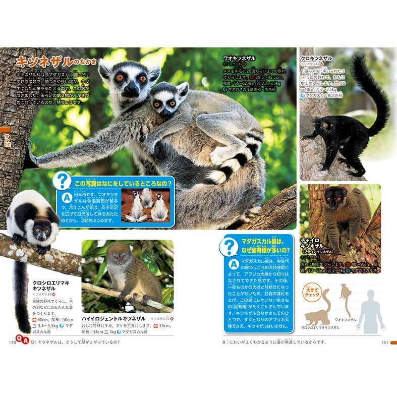 動物 講談社の動く図鑑MOVE mini : 講談社 | HMV&BOOKS online